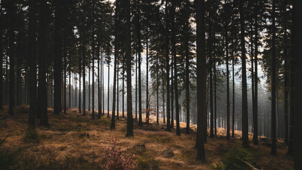 Zdjęcie do artykułu: Polska jesienią – najładniejsze miejsca na kolorowe zdjęcia